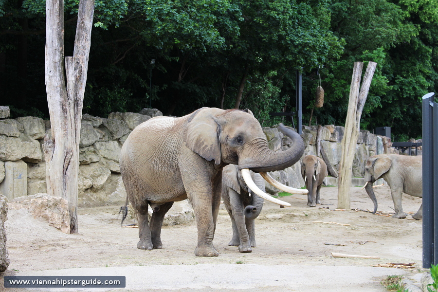 Elephants in Schönbrunn Tiergarten, Wien - Zoo Vienna