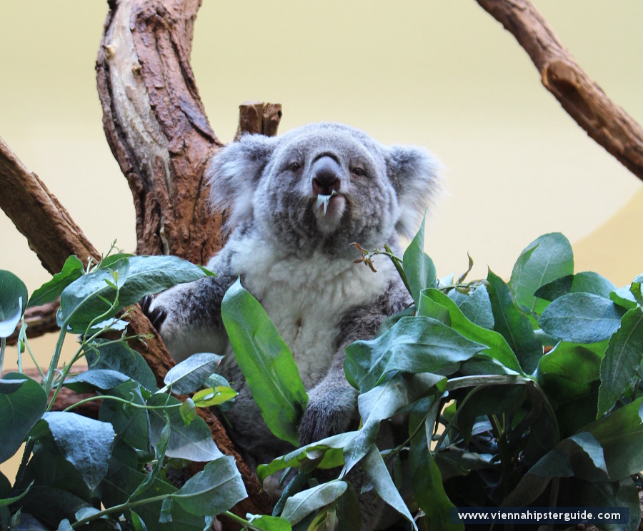 Koala bear in Schönbrunn Tiergarten, Wien - Zoo Vienna