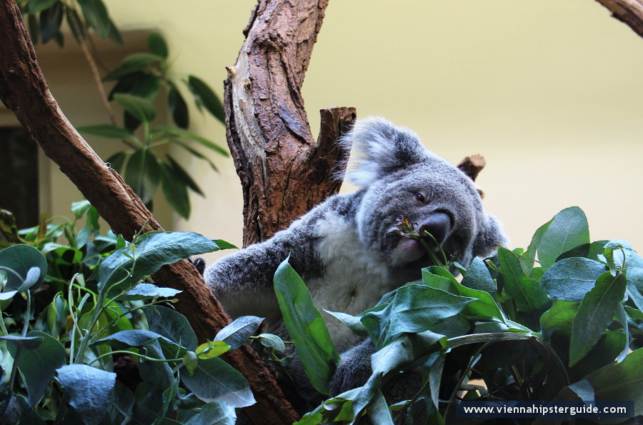 Koala bear Schönbrunn Tiergarten, Wien - Zoo Vienna