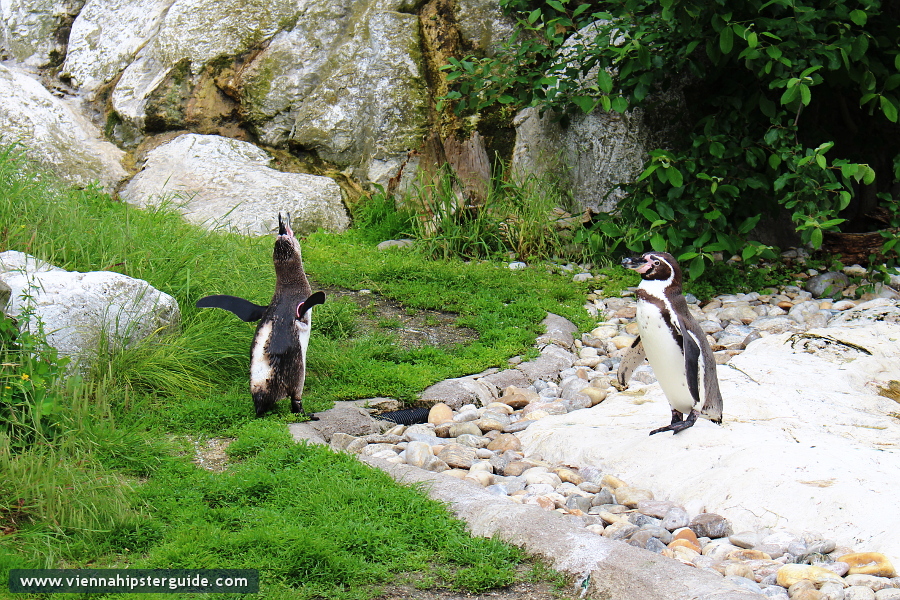 Penguins in Schönbrunn Tiergarten, Wien - Zoo Vienna