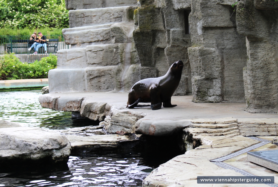 Sea lion in Schönbrunn Tiergarten, Wien - Zoo Vienna