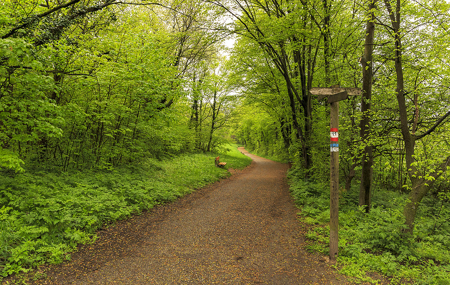 Weg zur Burg Liechtenstein, Wienerwald, Österreich